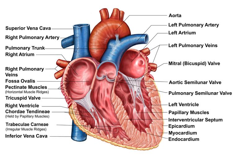 valve aortique, sténose aortique, cœur ouvert, peut être, patients ayant, procédure TAVR