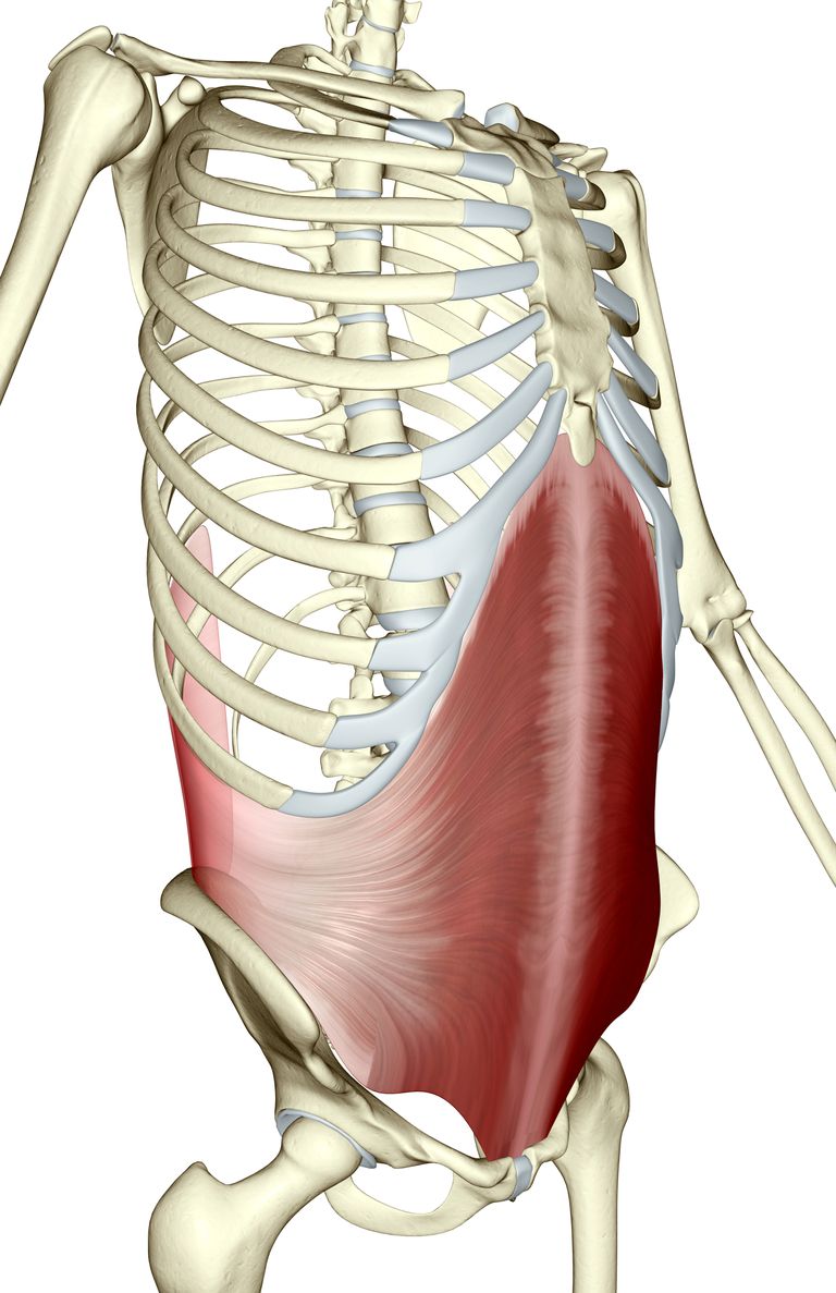 muscle transverse, muscle transverse abdominal, transverse abdominal, muscle abdominal, abdominal transversal, linea alba