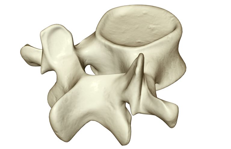 colonne vertébrale, moelle épinière, corps vertébral, arrière corps, anneau osseux, arrière corps vertébral