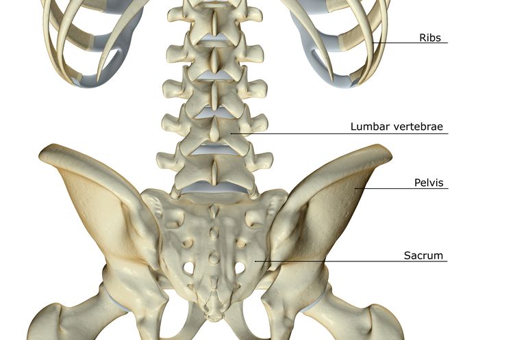 colonne vertébrale, moelle épinière, corps vertébral, arrière corps, anneau osseux, arrière corps vertébral