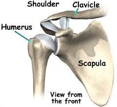 humérus proximal, articulation épaule, fractures épaule, omoplate omoplate