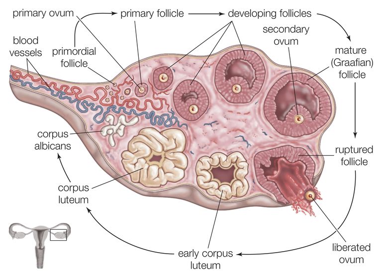 ovaires sont, corps jaune, dans cycle, elle aura, fécondation produit, niveau œstrogène