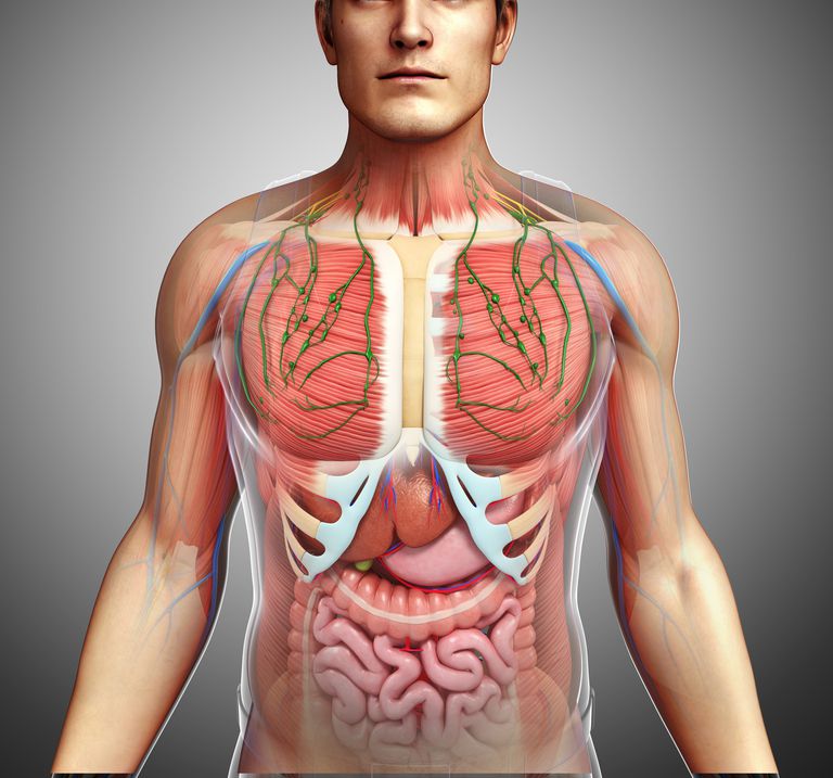 système lymphatique, peut être, «système lymphatique, canaux lymphatiques, circulation lymphatique