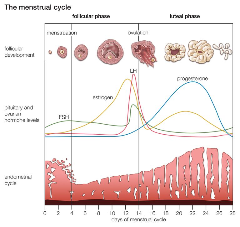 cycle menstruel, votre période, votre cycle, flux menstruel