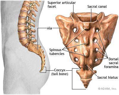 colonne vertébrale, articulation L5-S1, avec cinq, colonne vertébrale lombaire, composé cinq