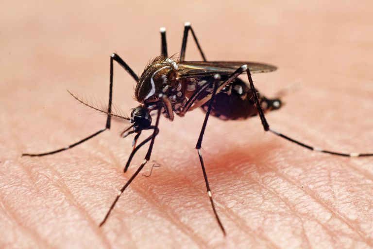 virus chikungunya, faire mordre, faire mordre moustiques, mordre moustiques, vous êtes, vous faire