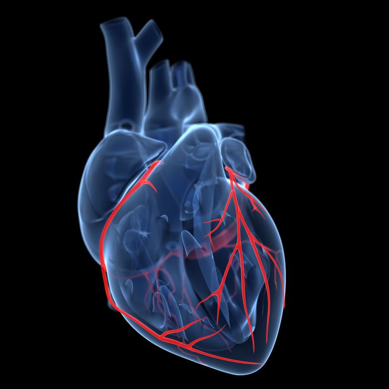 artères coronaires, muscle cardiaque, crise cardiaque, artère coronaire, apport sanguin